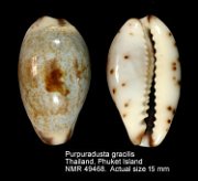 Purpuradusta gracilis (11)